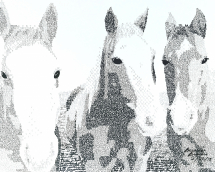 wild horses (2019_01_21 13_53_54 UTC)